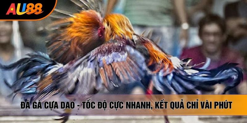 Đá Gà Cựa Dao - Tốc Độ Cực Nhanh, Kết Quả Chỉ Vài Phút