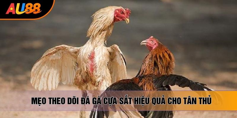 Mẹo theo dõi đá gà cựa sắt hiệu quả cho tân thủ Mẹo theo dõi đá gà cựa sắt hiệu quả cho tân thủ