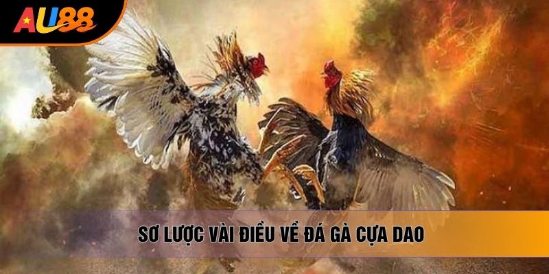 Sơ lược vài điều về đá gà cựa dao Sơ lược vài điều về đá gà cựa dao
