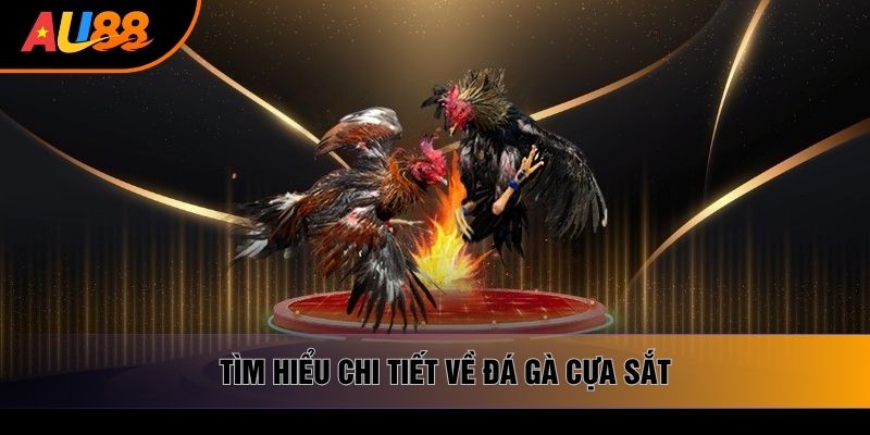 Tìm hiểu chi tiết về đá gà cựa sắt Tìm hiểu chi tiết về đá gà cựa sắt